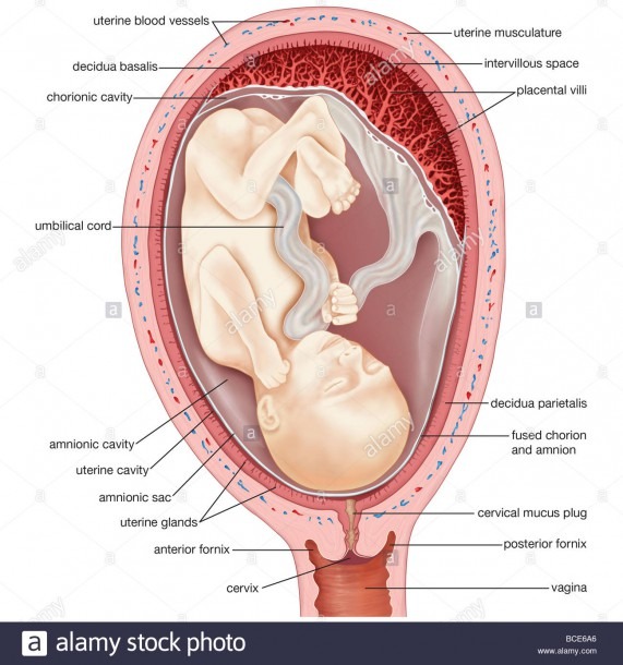 Diagram Of A Human Uterus During The Fourth Month Of Pregnancy