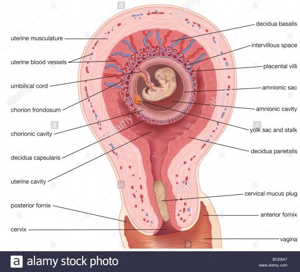 Uterus Diagram Stock Photos & Uterus Diagram Stock Images