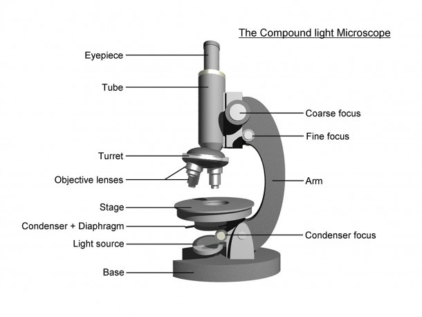 Compound Light Microscope Diagram