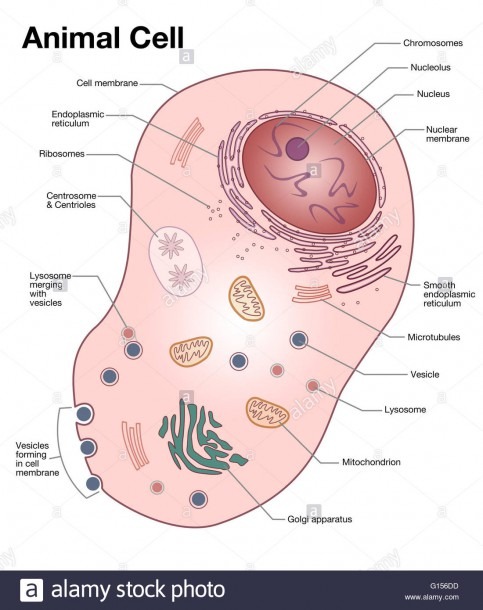 Diagram Of A Typical Animal Cell, With The Important Features