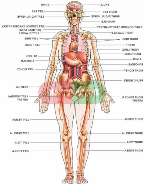 All Organs In The Body