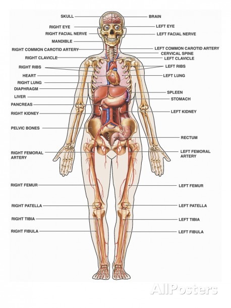 All The Organs Of The Body