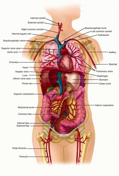 All The Organs Of The Body