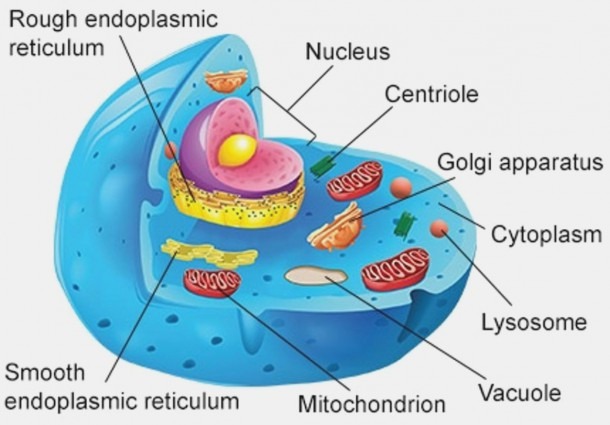 15 Moments To Remember From Animal Cell