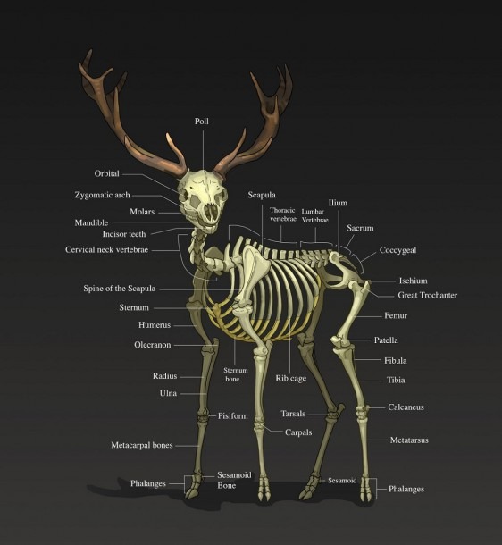 Diagram Vital Organs Human Body Unique Human And Deer Organ