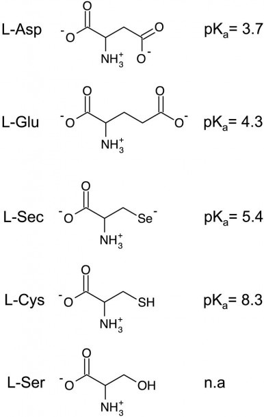 Diagrams Of Relevant Amino Acids And The Associated Side Chain