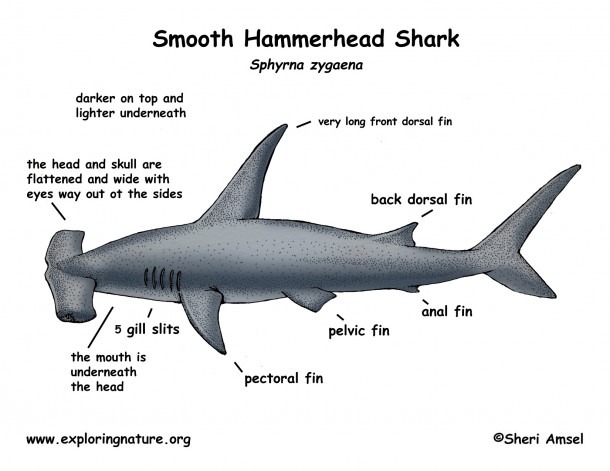 Hammerhead Shark Diagram â Dtlinehz