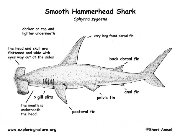 Hammerhead Shark Diagram â Dtlinehz