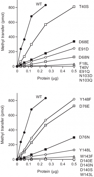 Effects Of Conservative Amino Acid Substitutions