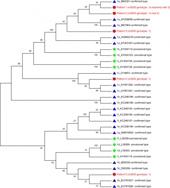 Example Of A Phylogenetic Tree For Genotype 1