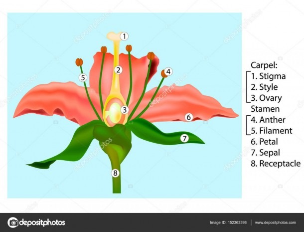Flower Anatomy Vector Parts Diagram Stem Cross Section Of Plant