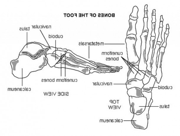 34 Lovely Foot Diagram