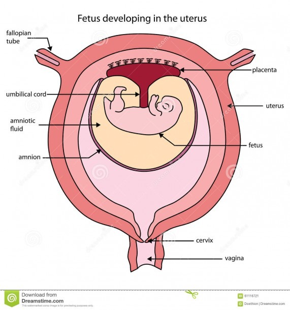 Fully Labeled Diagram Of Fetus Developing In The Uterus Stock