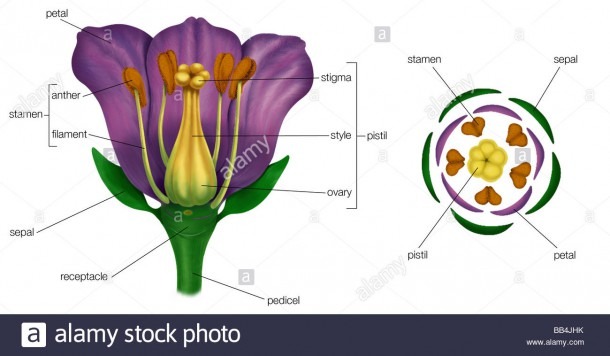 Generalized Flower With Parts (left); Diagram Showing Arrangement