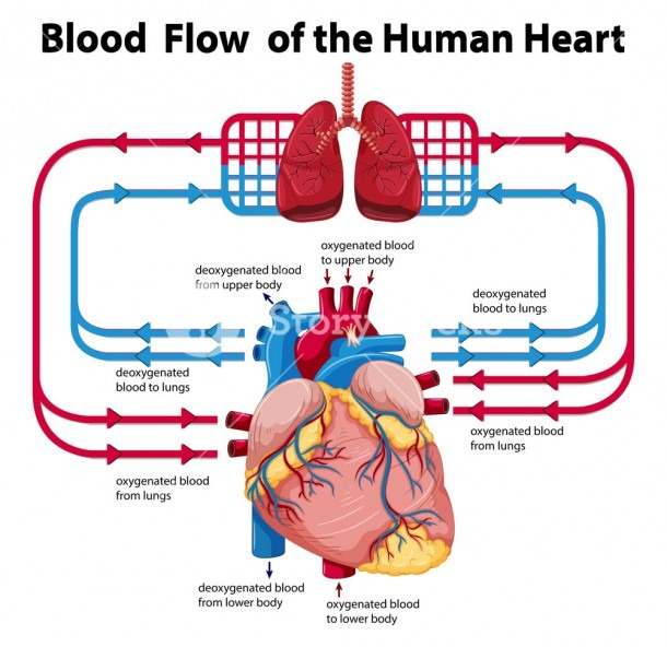 Diagram Showing Blood Flow Of Human Heart Illustration Royalty