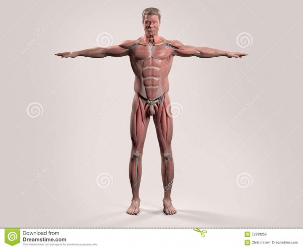 Human Anatomy With Front View Of Full Body Stock Photo