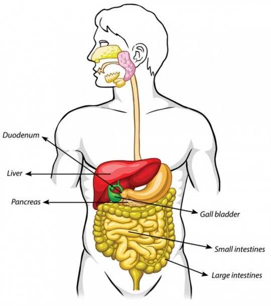 Human Body Diagram Gallbladder Unique Male Body Organs Location