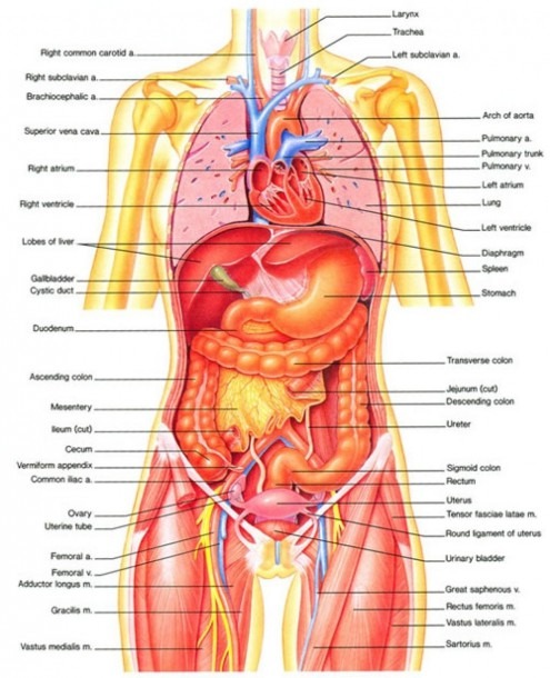 Human Body Diagram Gallbladder Unique Male Body Organs Location