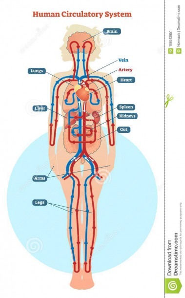 Human Circulatory System Vector Illustration Diagram, Blood