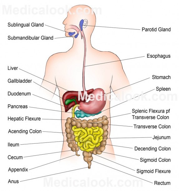 36 Clean Human Digestive System Diagram