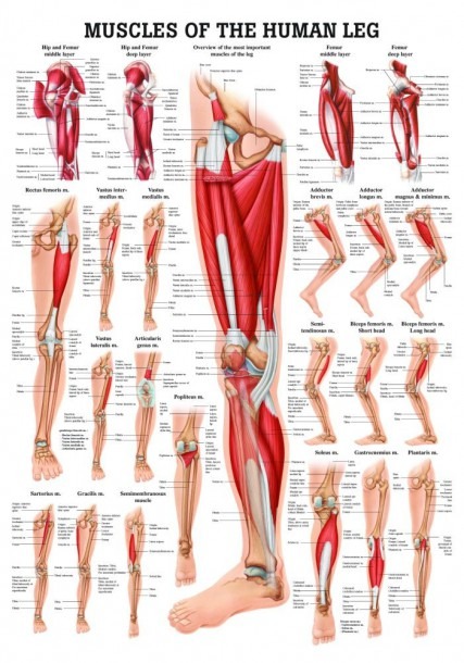 Diagram Of The Human Leg