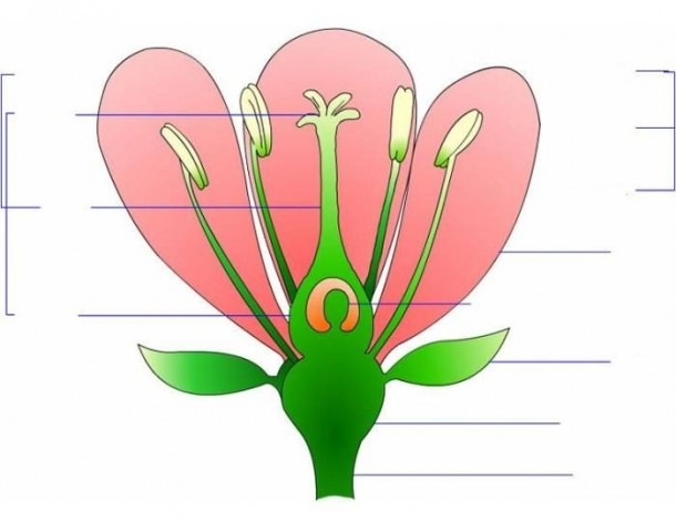 Idealized Flower Diagram Luxury Diagram Idealized Flower Choice