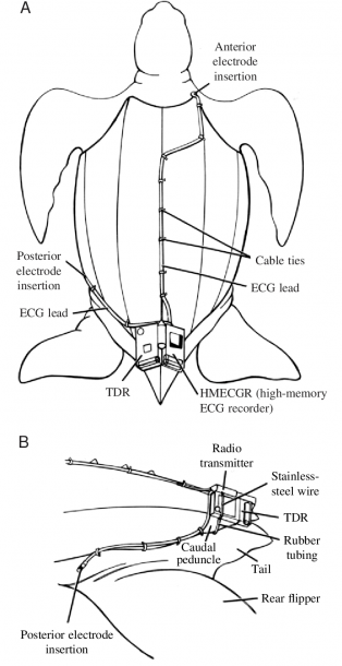 Illustrations Of Data Logger Attachment To A Leatherback Sea