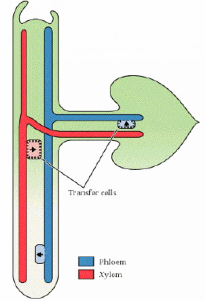 Important Sites Of Xylem