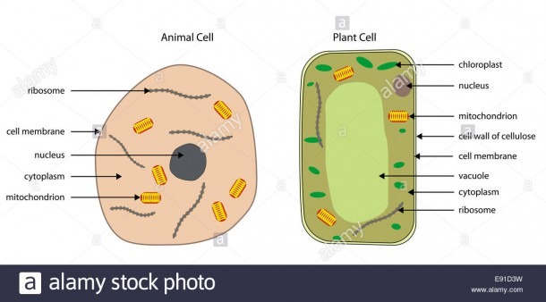 Labeled Diagrams Of Typical Animal And Plant Cells With Editable