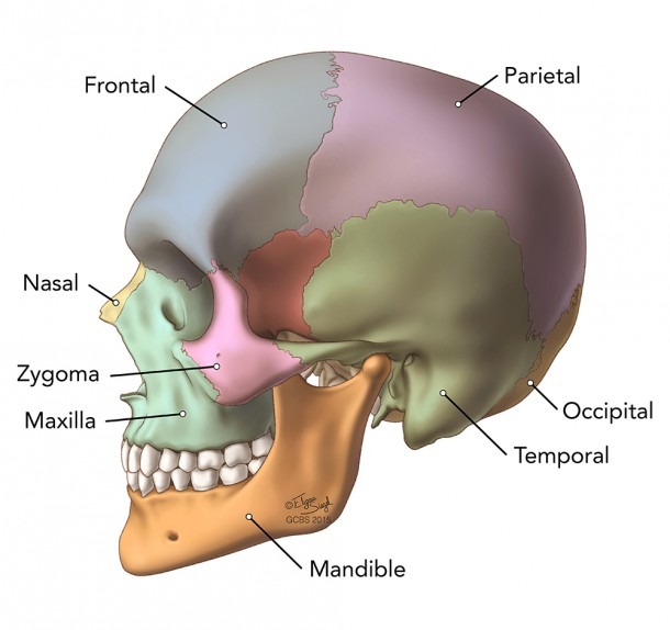 Brain Anatomy