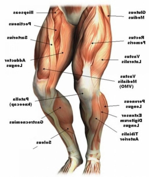 Human Leg Muscles
