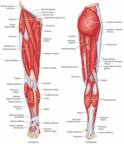 Muscle Chart Leg