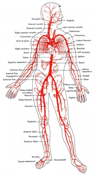 Leg Vein Diagram Awesome Veins The Body Diagram New Heart Veins