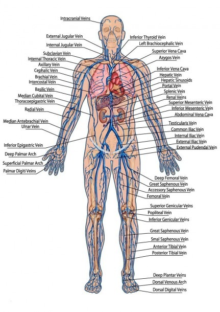 Leg Vein Diagram