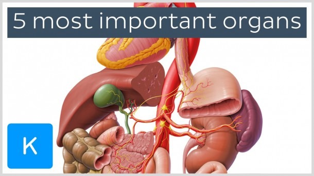 5 Most Important Organs In The Human Body