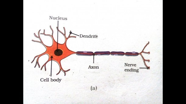 Motor Neuron Diagram
