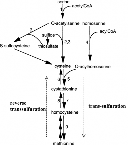 Metabolic Reactions Of Sulfur