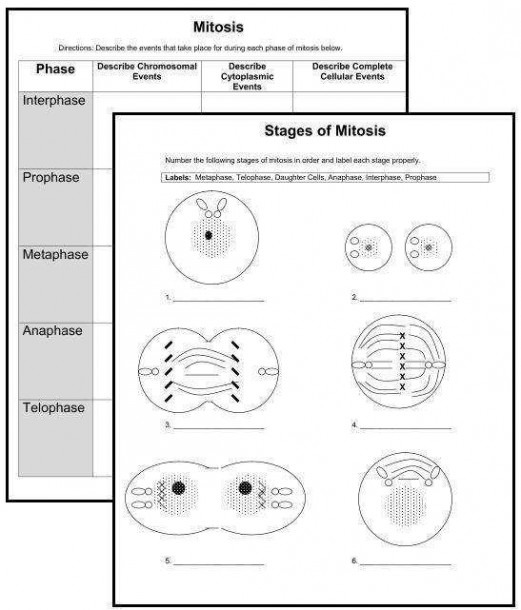 Mitosis Worksheet And Diagram Identification Answers