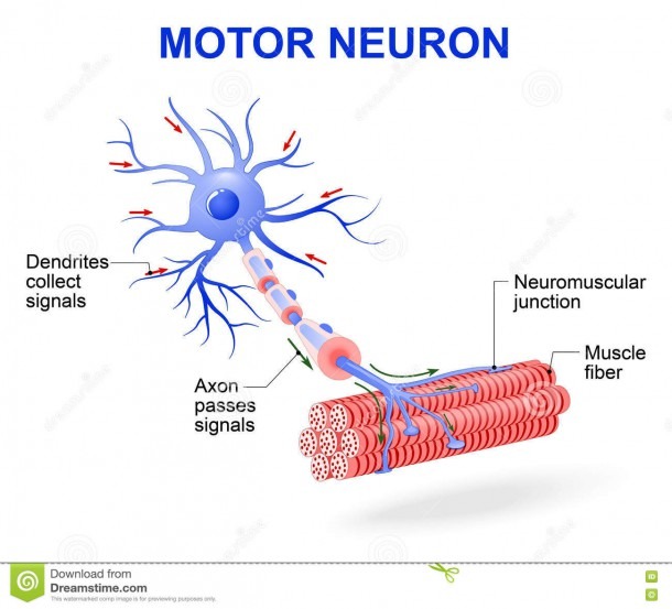 Motor Neuron  Vector Diagram Stock Vector