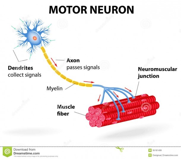 Motor Neuron  Vector Diagram Illustration 35181499