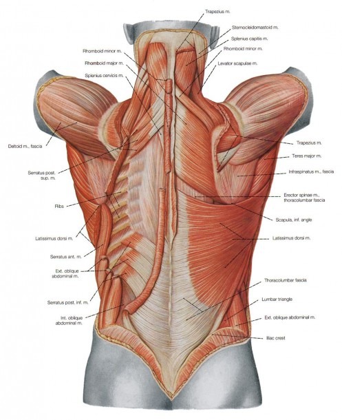 Muscle Diagram Back