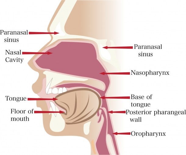 Human Anatomy  Nose Anatomy Nose Anatomy And Physiology, Nose