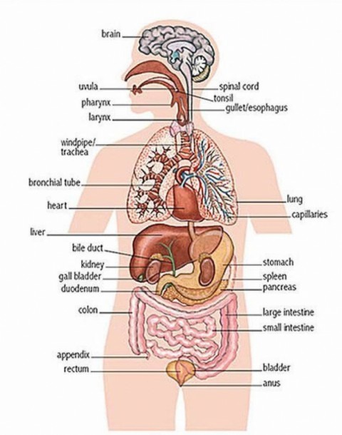 Body Organ Map