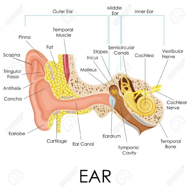 40 Impressive Parts Of The Middle Ear