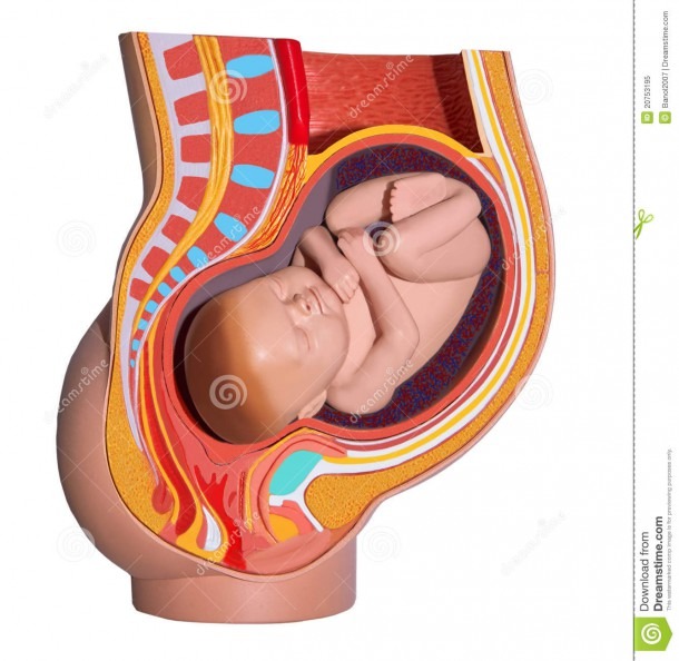 Pregnant Woman  Colorful Anatomy  Isolated  Illustration 20753195
