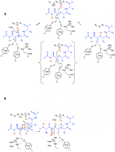 Proposed Mechanism Of Methylation  (a) The Conserved Water