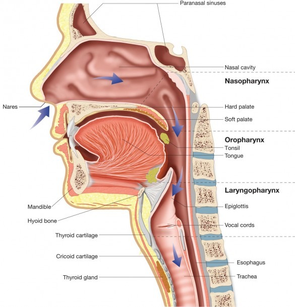 Respiratory System Nasal Cavity Upper Respiratory Tract Diagram