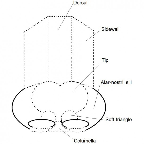 Parts Of A Nose Diagram