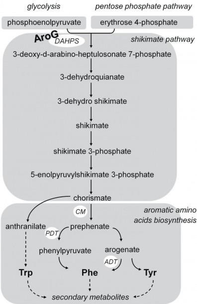 Schematic Diagram Of The Shikimate Pathway Aromatic Amino Acid