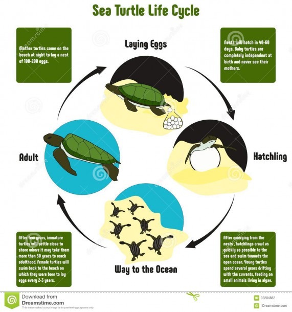 Sea Turtle Life Cycle Diagram Stock Vector